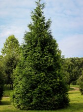 20140819-Green Giant Arborvitae (1)