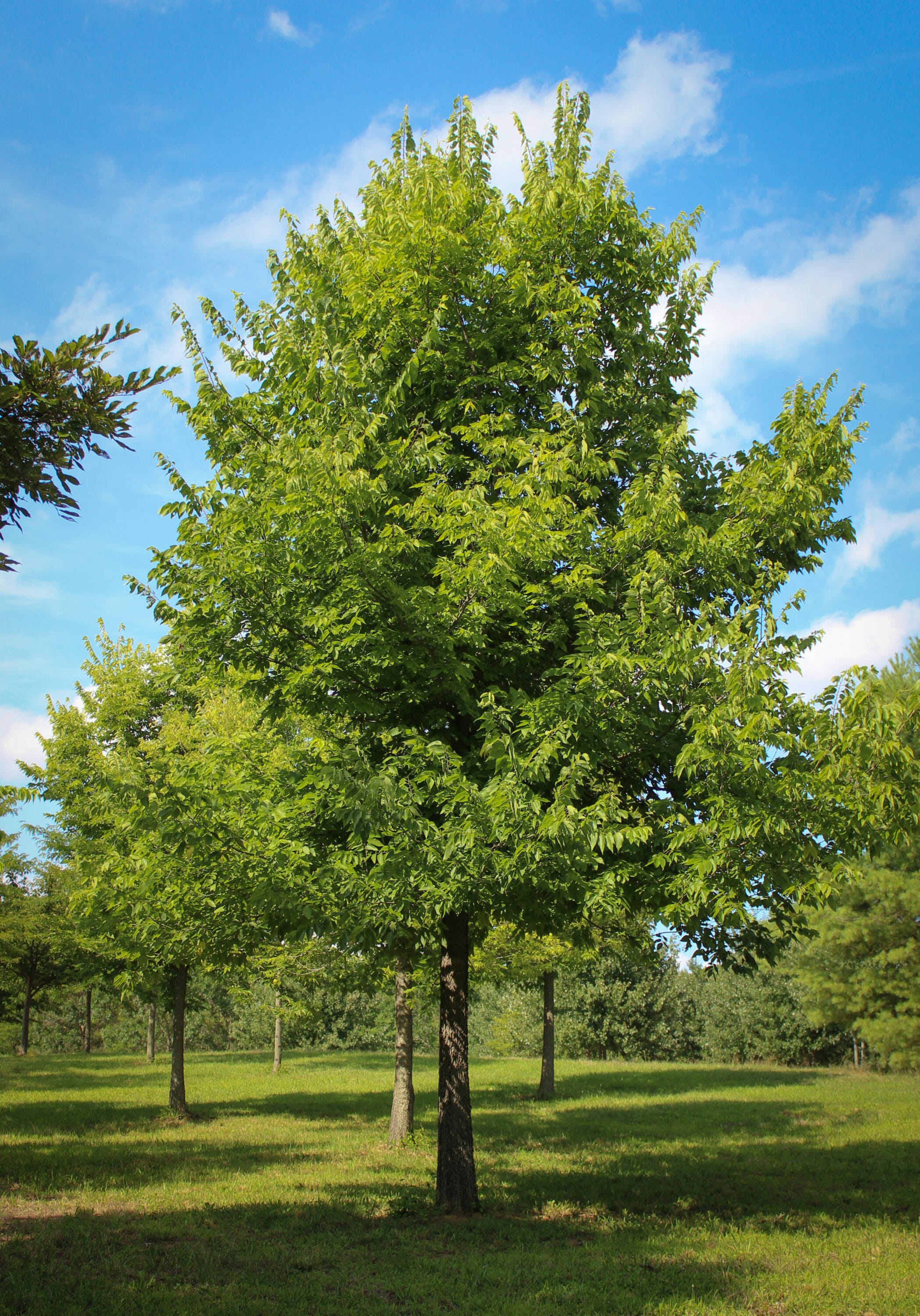 20140819Hackberry (1) Halka Nurseries