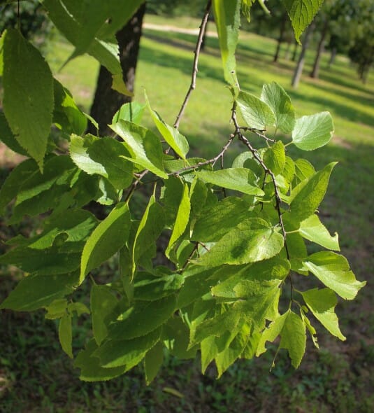 20140819-Hackberry (5)