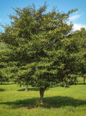 20140819-Japanese Hornbeam (4)