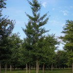 20140819-Magyar Ginkgo (1)