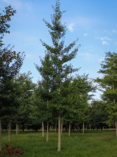 20140819-Magyar Ginkgo (1)