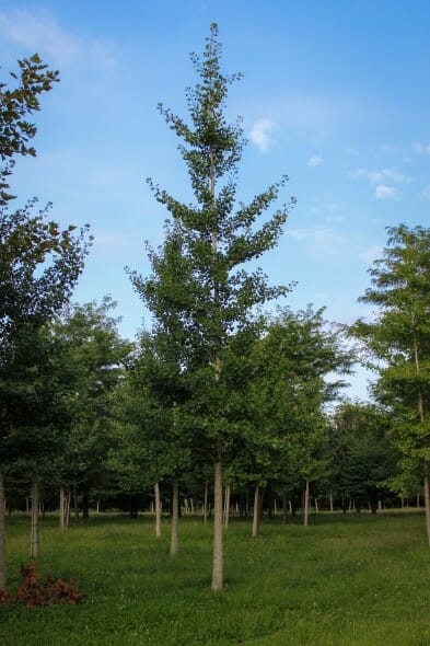 20140819-Magyar Ginkgo (1)