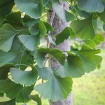 20140819-Magyar Ginkgo (6)