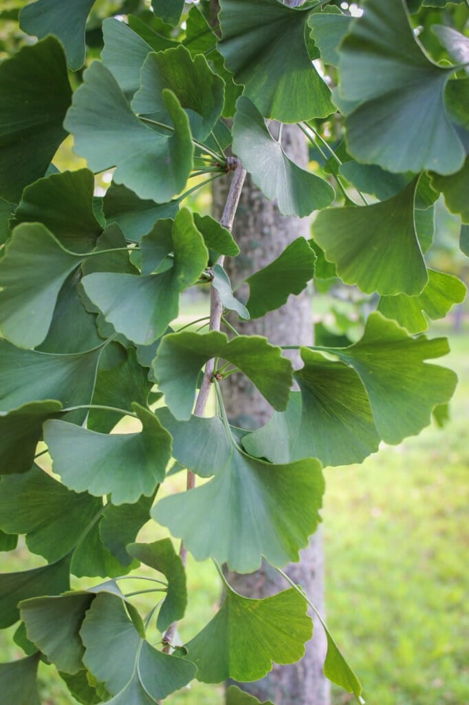 Magyar Ginkgo Halka Nurseries