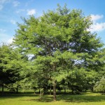 20140819-Single-stem Halka Honeylocust (3)