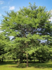 20140819-Single-stem Halka Honeylocust (3)