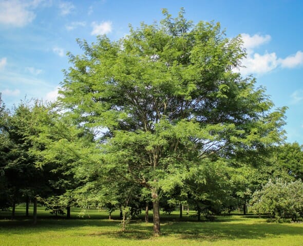 20140819-Single-stem Halka Honeylocust (3)