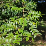 20140819-Single-stem Halka Honeylocust (4)