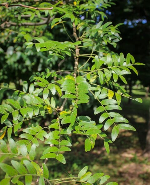 20140819-Single-stem Halka Honeylocust (4)