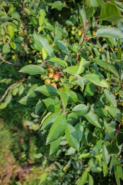 20140819-SugarTyme Crabapple (1)