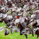 20140819-Thundercloud Plum