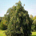 20140819-Weeping European Green Beech (3)