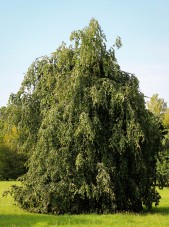 20140819-Weeping European Green Beech (3)