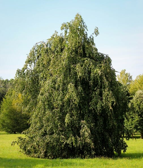 20140819-Weeping European Green Beech (3)