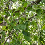 20140819-Weeping European Green Beech (5)