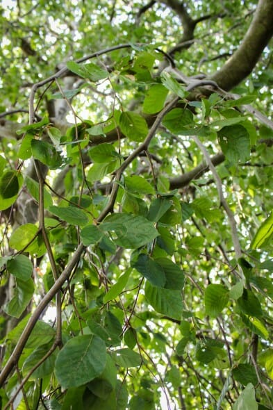 20140819-Weeping European Green Beech (5)