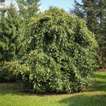 20140819-Weeping European Hornbeam (Branched to Ground) (1)