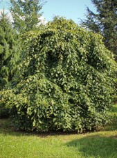 20140819-Weeping European Hornbeam (Branched to Ground) (1)