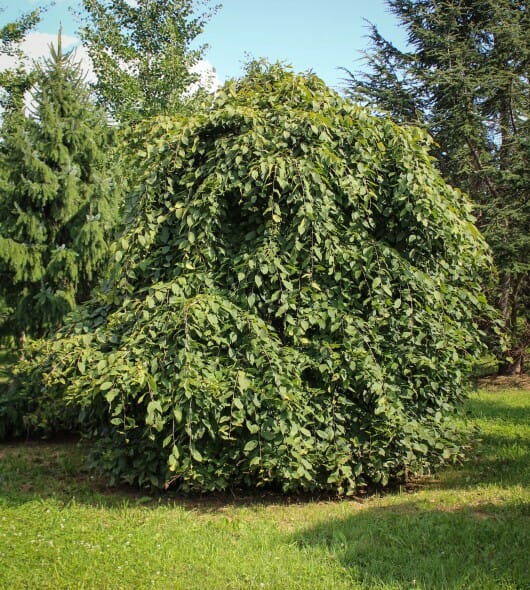 20140819-Weeping European Hornbeam (Branched to Ground) (1)