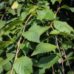 20140819-Weeping European Hornbeam (Branched to Ground) (3)