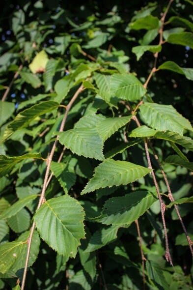 20140819-Weeping European Hornbeam (Branched to Ground) (3)