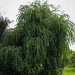 20140819-Weeping Katsura Tree (1)