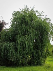 20140819-Weeping Katsura Tree (1)