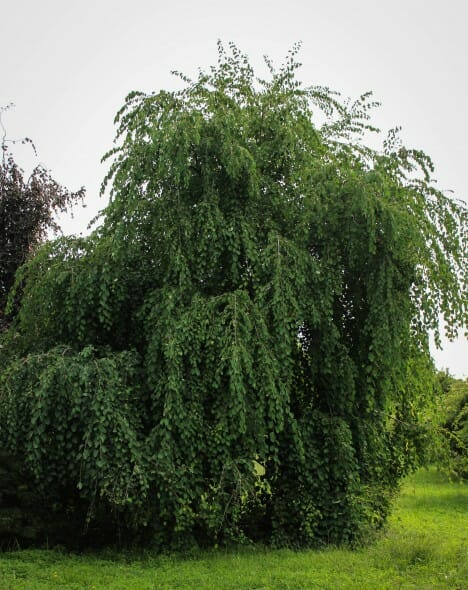 20140819-Weeping Katsura Tree (1)