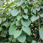 20140819-Weeping Katsura Tree (3)