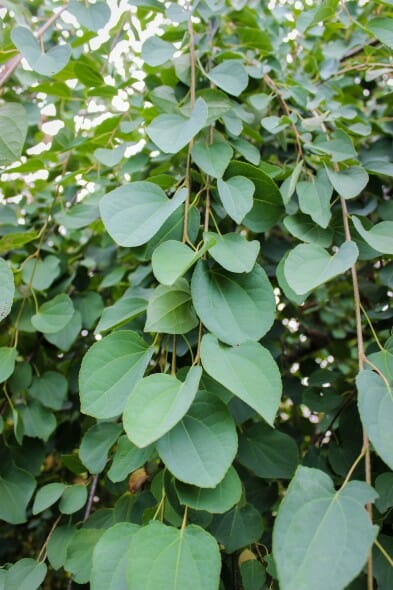 20140819-Weeping Katsura Tree (3)