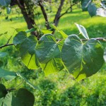 20140820-Eastern Redbud (1)