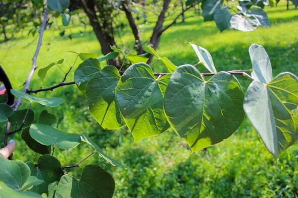 20140820-Eastern Redbud (1)