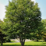 20140820-Katsura Tree (1)