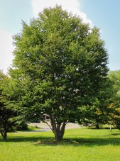 20140820-Katsura Tree (1)