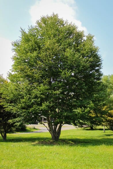 20140820-Katsura Tree (1)