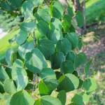 20140820-Katsura Tree (2)