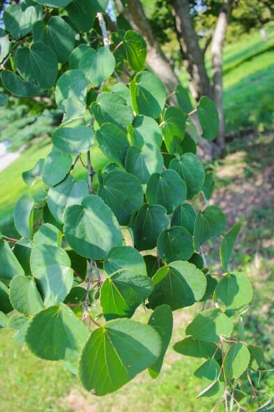 20140820-Katsura Tree (2)