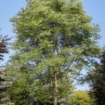 20140820-Kentucky Coffee Tree (1)