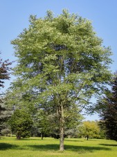 20140820-Kentucky Coffee Tree (1)