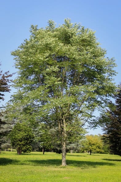 20140820-Kentucky Coffee Tree (1)