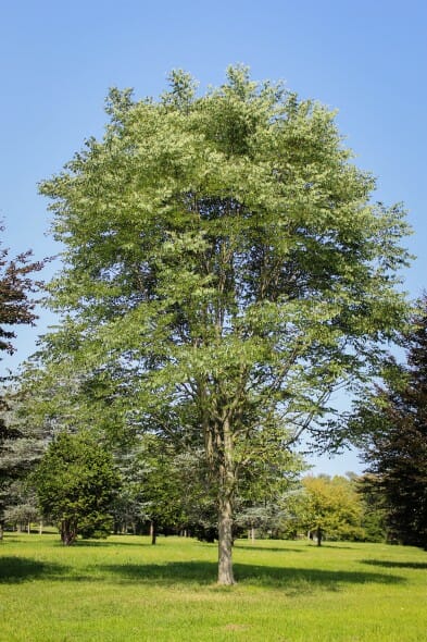 20140820-Kentucky Coffee Tree (1)