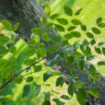 20140820-Kentucky Coffee Tree (2)