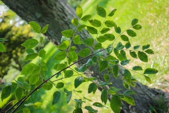 20140820-Kentucky Coffee Tree (2)