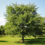 20140820-Millstone Japanese Pagoda Tree (2)