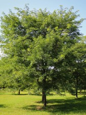 20140820-Millstone Japanese Pagoda Tree (2)