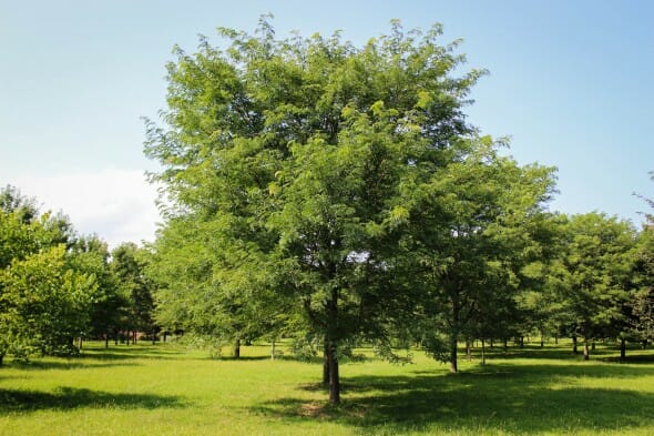 20140820-Millstone Japanese Pagoda Tree (2)