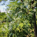 20140820-Millstone Japanese Pagoda Tree (3)