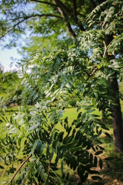 20140820-Millstone Japanese Pagoda Tree (3)