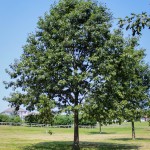 20140820-Northern Red Oak (1)